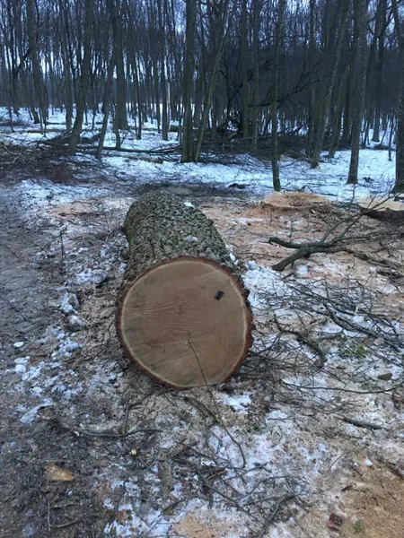 Під Луцьком знищують 200-літні дуби (фото)