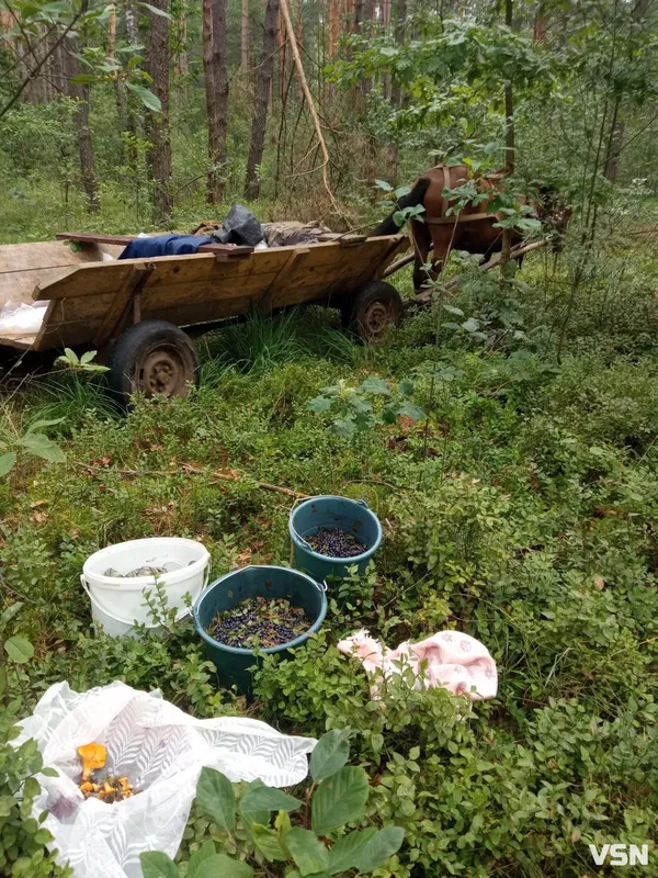 Скільки заробляють волиняни на чорницях