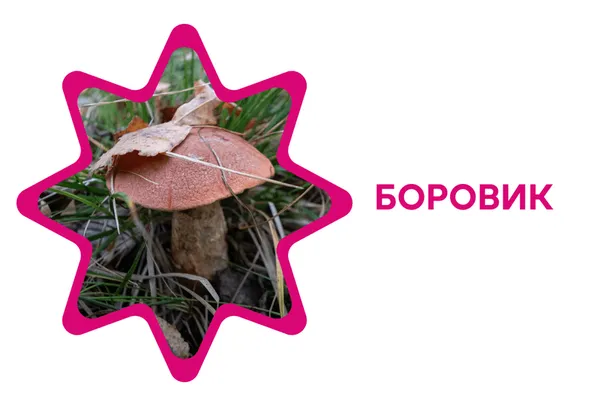 Еротичний мацутаке, казанок відьми, міцна веселка: 7 дивовижних фактів про гриби України (фото)