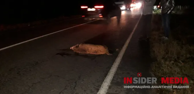 На дорозі Ковель-Луцьк автомобіль на смерть збив дикого кабана (фото 18+)