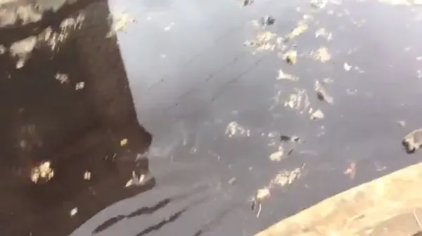 Трупна вода. Активісти кажуть: «Болото смерті».