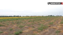 У селі біля Луцька хочуть будувати гігантську птахофабрику: люди обурені (відео)