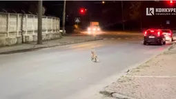 У Луцьку на Дубнівській бігає лис (відео)
