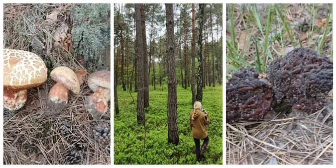 Здали локацію з першими на Волині грибами