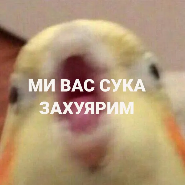 Танки і сирена в Бєлгороді: меми (оновлено)