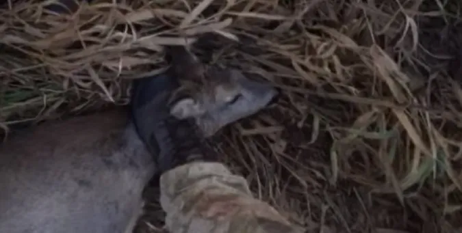 Луцьких прикордонників, які знущалися з тварини, відсторонили від служби