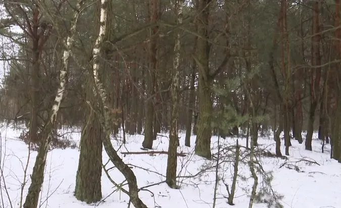 У лісі на Волині знайшли бездиханне тіло: що відомо