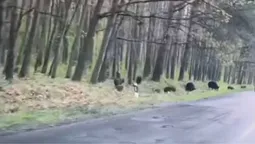 Поблизу Ківерців сміливі кабанчики виходять до людей (відео)