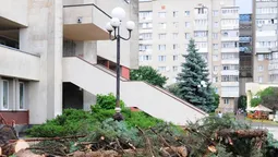 Перед РАЦСом в Луцьку зрізали останню блакитну ялинку (фото) 