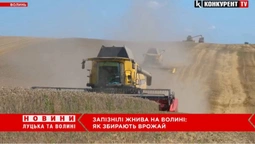 На Волині – розпал запізнілих жнив: чи буде цьогоріч врожай (відео)