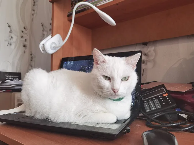 Головне у Луцьку: ТОП новин за понеділок, 8 лютого