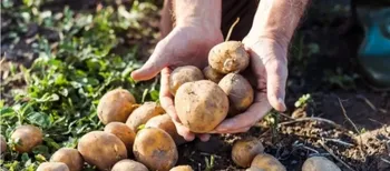 Ціни на картоплю в Луцьку: скільки коштує кілограм з нового врожаю (фото)