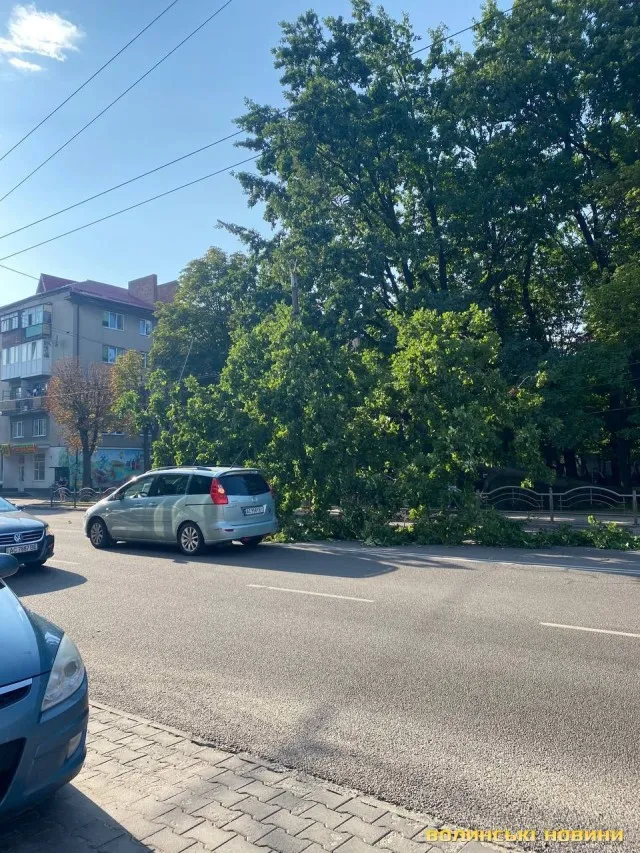 На проспекті Перемоги в Луцьку дерево обірвало тролейбусну лінію (фото)
