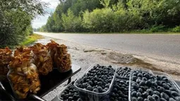 Уздовж доріг до Світязя масово торгують грибами та ягодами: актуальні ціни (фото)