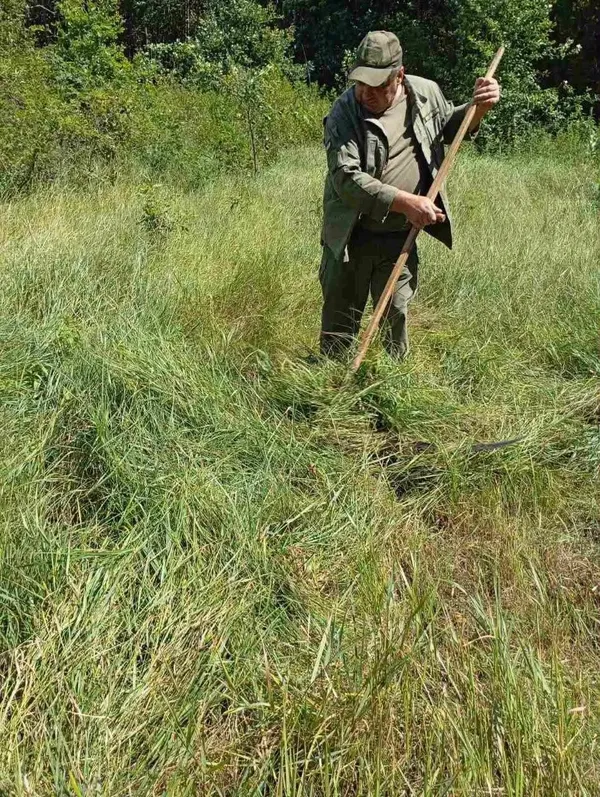 🦌 Готують саночки влітку: на Любешівщині заготовляють корми для диких тварин