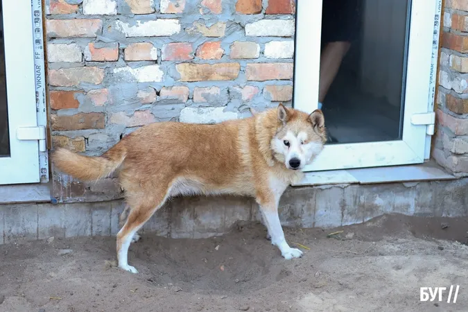 Із прифронтових територій та безпритульні: як живуть пухнастики у центрі «Дейл» біля Луцька (фото)