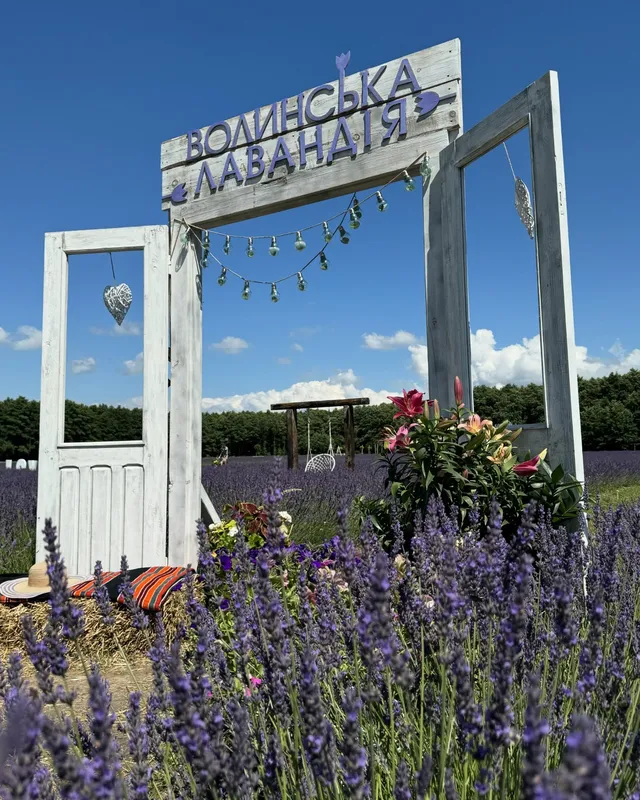 Зараз найкрасивіше цвітіння: «Волинська Лавандія» запрошує в гості (фото)