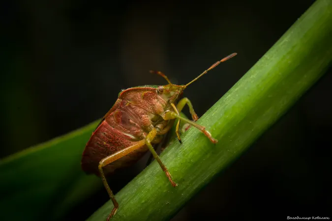 Рожищенський фотограф показав неймовірний макросвіт