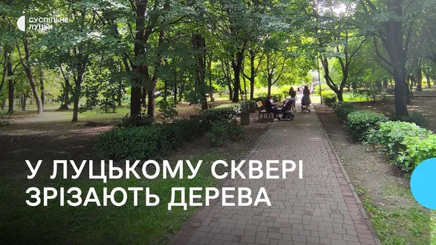 Тополі, клени і вербу: луцькому сквері зрізають дерева (відео)