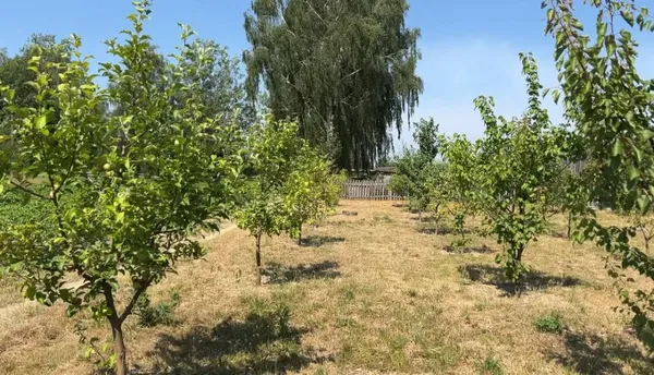 Єдиний в області: у селі на Волині створили унікальний шкільний дендропарк та «зелений клас» (фото)