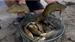 На «Волинських Мальдівах» виловили понад 104 кг риби – Big Fish чемпіонату спіймав волинянин (фото)