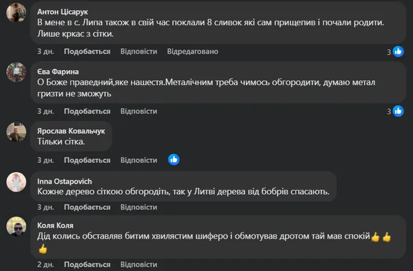Біля Луцька бобри нищать фруктові сади – дерева валять, а гілки тягнуть у ставок (фото, відео)