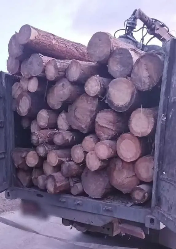 У Луцькому районі виявили завантажений незаконною деревиною КамАЗ (фото, відео)