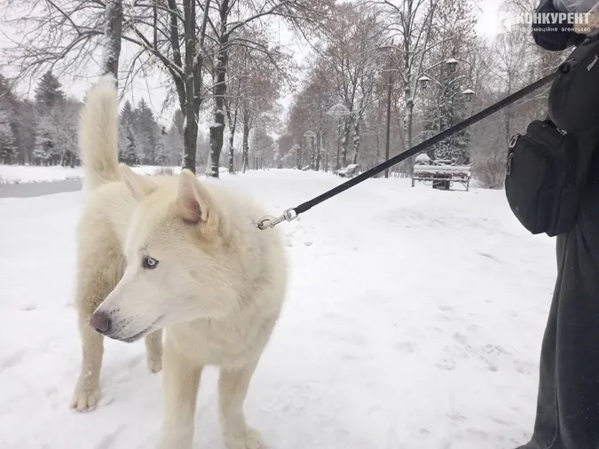 Сніжно і безлюдно: зима у Центральному парку Луцька (фото)