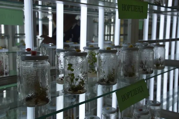 In vitro – «у склі» 