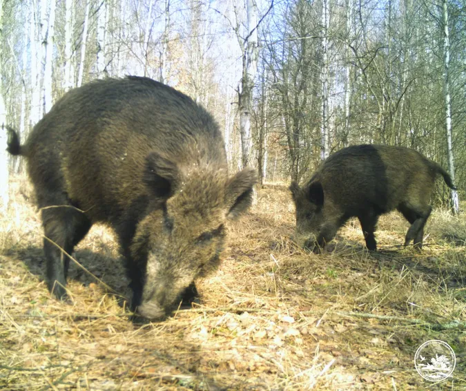 🐷 Допитливі п'ятачки: на Поліссі на прогулянку вийшли милі кабанчики (фото)