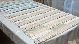 Знищили понад 1100 дерев: на Волині викрили організовану групу крадіїв лісу (фото)