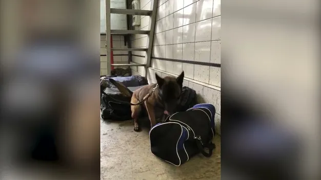 В «Ягодині» у волинянина знайшли наркотики в шкарпетці (фото, відео)