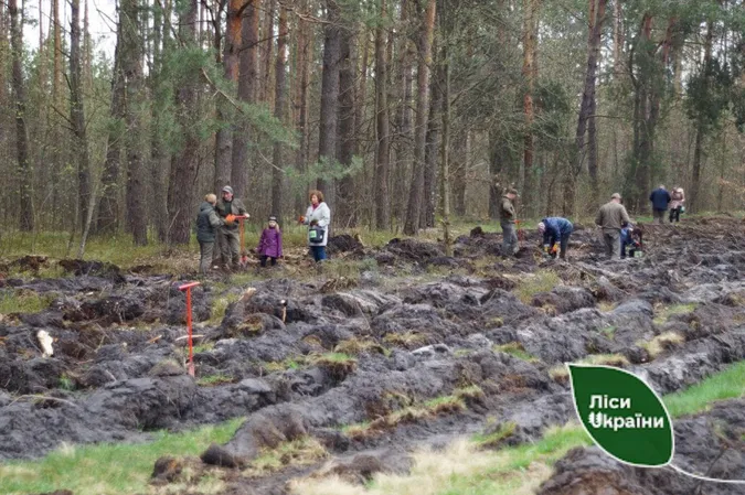На Волині завдяки переселенцям галявина стане лісом (фото)