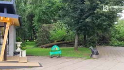 ⛔ У Центральному парку Луцька на алею впало величезне дерево