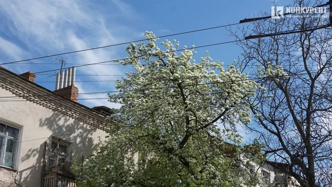 Весняний Луцьк: як місцеві прогулюються заквітчаним центром (фото)
