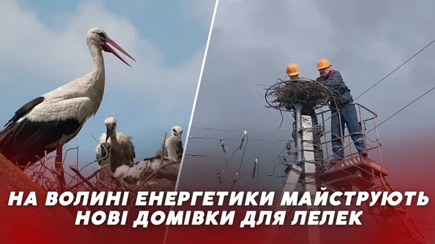 На Волині облаштовують штучні лелечі гнізда на електроопорах (фото, відео)