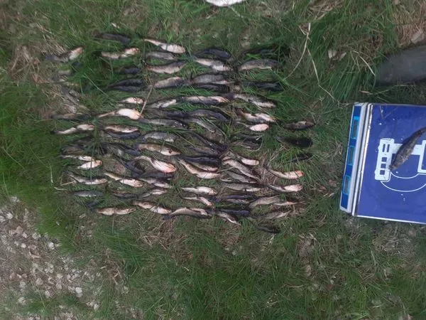 Сітками з човна: на Ковельщині браконьєр ловив сомиків у заказнику (фото)