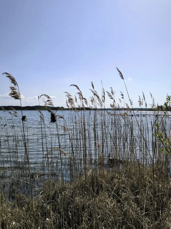 Неймовірно прозоре і чисте: де на Волині причаїлося озеро, де багато риби (фото)