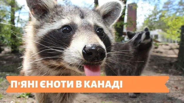 П'яні єноти з Канади «підірвали» мережу: чому вони захмеліли (відео)
