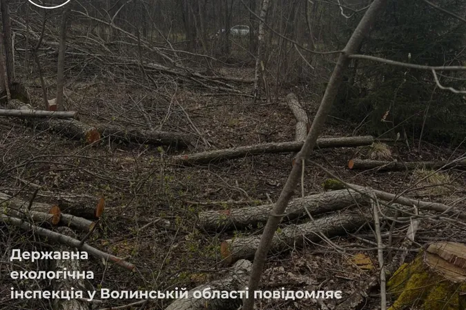 На Волині виявили масштабну вирубку лісу: збитки сягають понад 20 млн грн (фото)