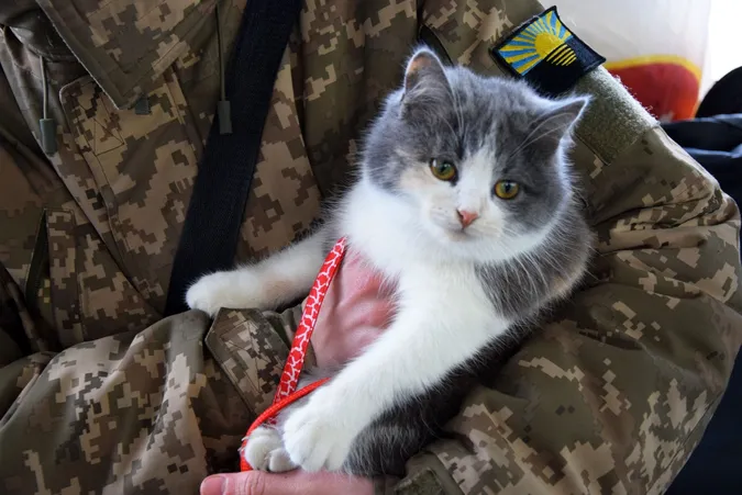 «Як я міг її там лишити?»: волинський прикордонник врятував кішку із зони бойових дій (фото)