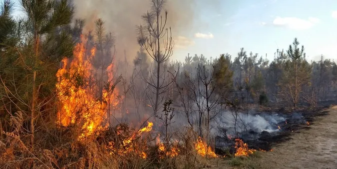 На ліси Сумщини з дронів скидають бляшанки із запальною сумішшю (фото)