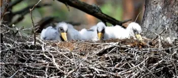 Його мало хто бачив: біля Луцька є дикий ліс, який ховає рідкісного птаха (фото)