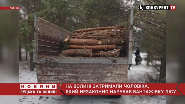 У лісі на Волині зрубали 59 сосен (фото, відео)