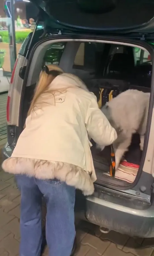 Як мішок зі сміттям: у Луцьку власники двічі викинули собаку на вулицю (фото)