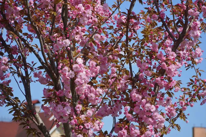 🌸 Неймовірне видовище: у місті на Волині розцвіли сакури (фото)
