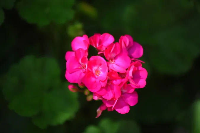 🌸 Як квітує Луцький зоопарк (фото)