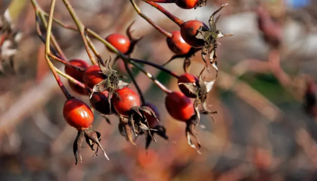 Весна на Різдво: яку погоду в Україні прогнозують синоптики