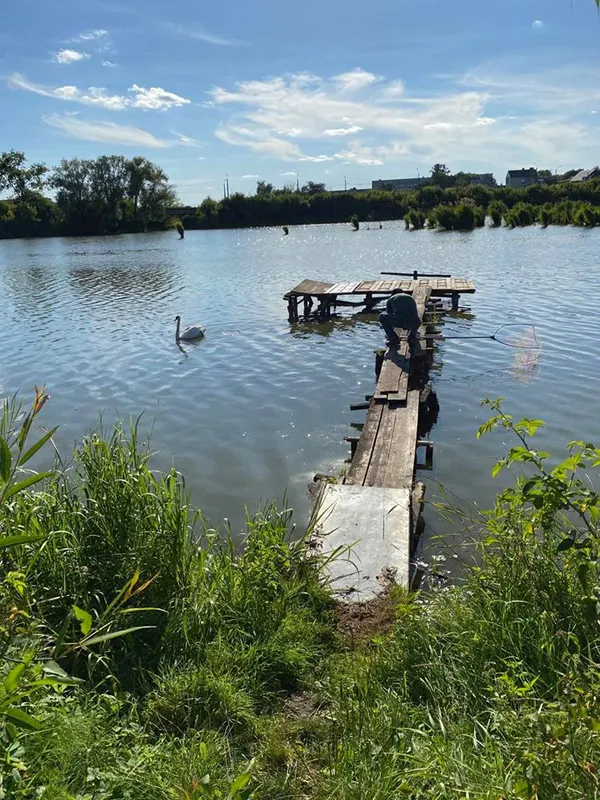 У Луцьку рятують лебедя, у якого в дзьобі застряг гачок (фото)