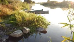 На Волині досліджували дику природу Стоходу: шукали бобрів, а зустріли норку та червонокнижного птаха (фото)